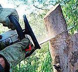 San Mateo, CA Tree Care Company
