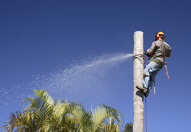 Best Tree Disease Treatment  in San Mateo, CA