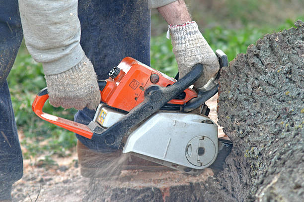 Best Tree Cabling and Bracing  in San Mateo, CA