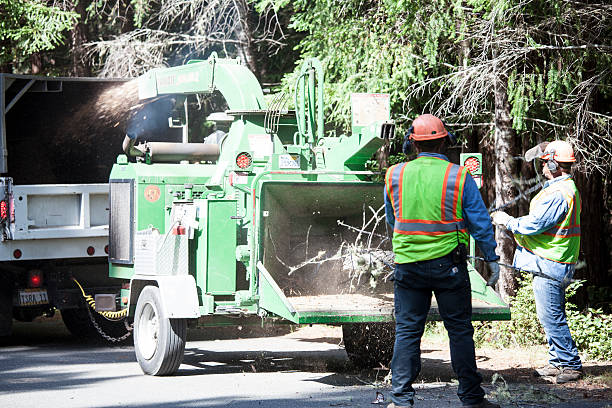 Professional Tree Care in San Mateo, CA