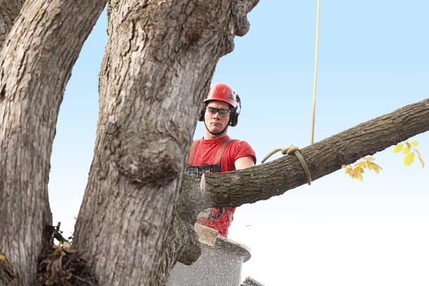 How Our Tree Care Process Works  in  San Mateo, CA
